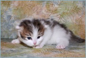 Male Siberian Kitten from Deedlebug Siberians